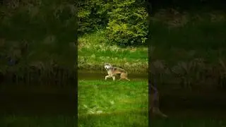 Face to face with a coastal sea wolf 🐺🎥🤯
