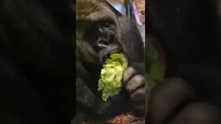 How many bites does it take you to eat a lettuce? 