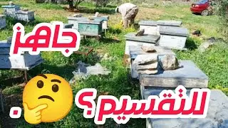 تفقد خلايا النحل قبل التقسيم: كيفية تحديد الخلايا الجاهزة للتقسيم !؟
