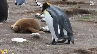 КАКАЯ ЛЮБОВЬ ЖИВОТНЫХ! СМОТРЕТЬ ВСЕМ!!!