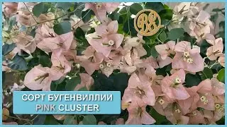 Сорт Бугенвиллии Pink cluster