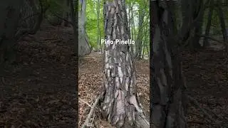 Porcini 2024-Pino pinello mi regala un porcino bello Red Passion 