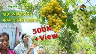 Deepto Krishi/দীপ্ত কৃষি-  ছাদে আঙ্গুরচাষে সফল হালিমা রহমান| খুলনা | deepto tv | পর্ব-৭৫০