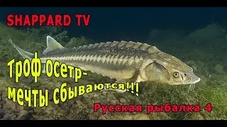 Русская рыбалка 4.🐳Русский осетр - троф!!!!💰