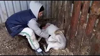 Окот козы. Рождение козлят