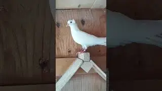 Голуби ниндзя - Экзамен на чунина #pigeon #голуби #birds #ниндзя  #бойныеголуби #широкохвостые