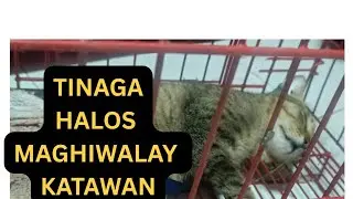 TINAGA ANG PUSA KO HALOS MAGHIWALAY ANG KATAWAN