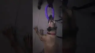 Two big dogs fight each other!? You must see who won! #dogs #funny #foryou