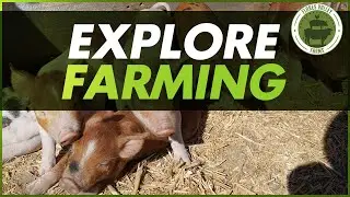 Piglets | Daily Routine #shorts