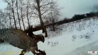 ястреб тетеревятник замедленное видео