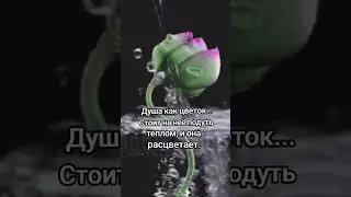 Душа как цветок, стоит на нее подуть и она расцветает