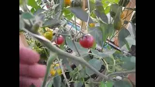 4 октября  Лето продолжается - чередной эпизод из овощной жизни