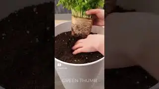 Genius Indoor Gardening Tips for Beginners 🪴 