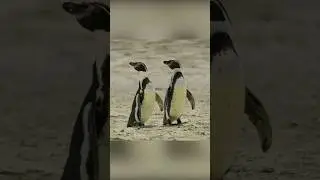 Смелости и наглости этих пингвинов можно только позавидовать...