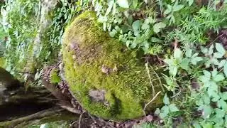 Камни.