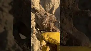 Откопали потерянный в бою наган