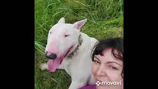 собаки убийцы???)))) пит,стафф,бультерьер.