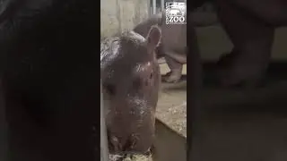 Baby Hippo Fritz Eating Lettuce - Cincinnati Zoo 