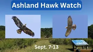 Ashland Hawk Watch Update Week 2: Highlights and Raptor Identification Practice (September 7-13)