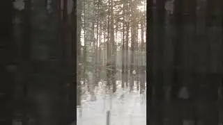 Зимний лес из окна поезда, под перестук колес