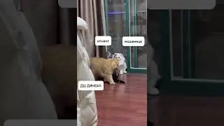 Надёжный друг и партнёр
