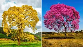 Conheça As 10 Árvores Brasileiras Mais Bonitas e Únicas do Mundo!