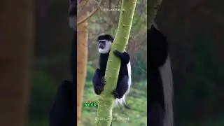 Amazing unique color of colobus monkeys 