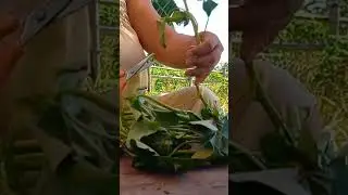 Sinigang na kangkong