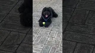 PLAYING BALL #dog #pets #shortvideo