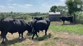 Farm life