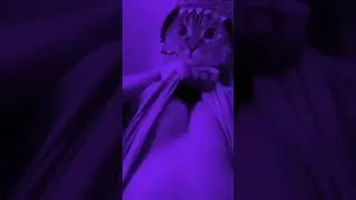 BIGO LIVE x TIKTIK CAT • 7 
