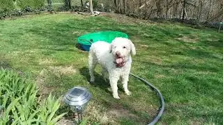 MAESSR foster Loulie, a Spanish Water Dog