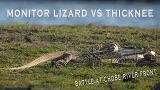 Battle of Monitor Lizard and Thicknee Bird