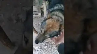 Пират и Барсик