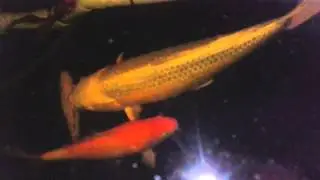 Koi in their new home