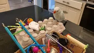 Sky the Indian ring neck learning tricks through play.