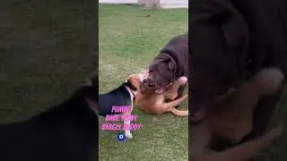 It’s play time | In-house pet stay Pawwnation #bemyguest #doglover #viral #fun #pets #pawwnation