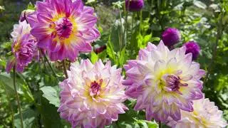 Dahlia mug og kanel