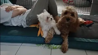 🐶 puppy tug of war to life 💀