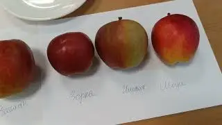 Tasting of apple varieties Imanta, Zorka, Modi and others. 10/22/23