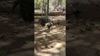 #chicken #chickenbreeds #chickentypes #gallos #pollo #roosterchicken #gallosturco #gallofino