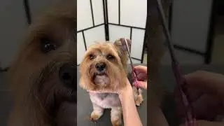 Is he the goodest boy? 🐶 