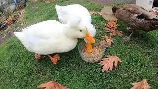 How to open duck feed bags (a.k.a. chicken feed / poultry feed)