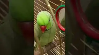 Говорящий ожереловый попугай Ричи