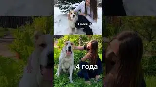 ТРАНСФОРМАЦИЯ ЩЕНКА АЛАБАЯ 3 месяца - 4 ГОДА || ALABAI DOG TRANSFORMATION 