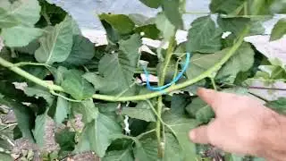 Ежевика Коламбия Санрайз. Укореняю макушки.