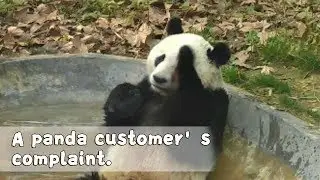 Panda Ying Ying Complains About Unfilled Bathtub | iPanda