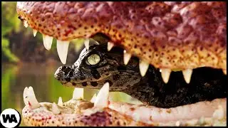 O Bebê Mais Protegido do Mundo Animal
