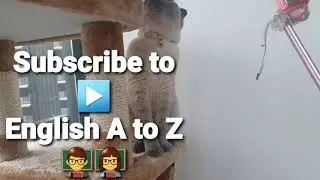 Even these cats try to learn English, or at least to play👍💪