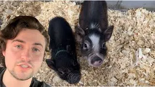 I just got MINI PIGS!!!